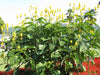 Cassia Alata Golden Candlestick Shrub Or Tree 15/30/100/500 Seeds