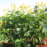 Cassia Alata Golden Candlestick Shrub Or Tree 15/30/100/500 Seeds