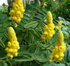 Cassia Alata Golden Candlestick Shrub Or Tree 15/30/100/500 Seeds