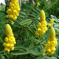 Cassia Alata Golden Candlestick Shrub Or Tree 15/30/100/500 Seeds