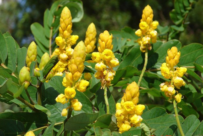 candlestick plant seeds Cassia Alata Golden Candlestick Shrub Or Tree 15/30/100/500 Seeds, Per