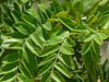 Cassia Grandis 15/25/100 seeds, Tropical Coral Shower Flowering Tree