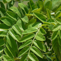 Cassia Grandis 15/25/100 seeds, Tropical Coral Shower Flowering Tree