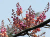 Cassia Grandis 15/25/100 seeds, Tropical Coral Shower Flowering Tree