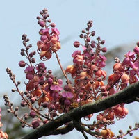 Cassia Grandis 15/25/100 seeds, Tropical Coral Shower Flowering Tree