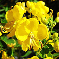 Cassia Tora 20/500 Seeds, Senna Tora A Wide Range Of Diverse Uses, Edible Herb Shrub