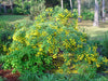 Cassia Tora 20/500 Seeds, Senna Tora A Wide Range Of Diverse Uses, Edible Herb Shrub