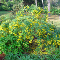Cassia Tora 20/500 Seeds, Senna Tora A Wide Range Of Diverse Uses, Edible Herb Shrub
