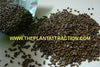 Cassia Tora 20/500 Seeds, Senna Tora A Wide Range Of Diverse Uses, Edible Herb Shrub