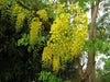 Cassia Fistula Tree 20/100/500 Seeds, Fragrant Golden Shower
