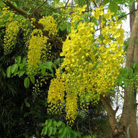 Cassia Fistula Tree 20/100/500 Seeds, Fragrant Golden Shower