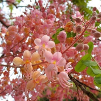 Cassia Grandis 15/25/100 seeds, Tropical Coral Shower Flowering Tree