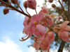 Cassia Grandis 15/25/100 seeds, Tropical Coral Shower Flowering Tree