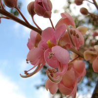 Cassia Grandis 15/25/100 seeds, Tropical Coral Shower Flowering Tree