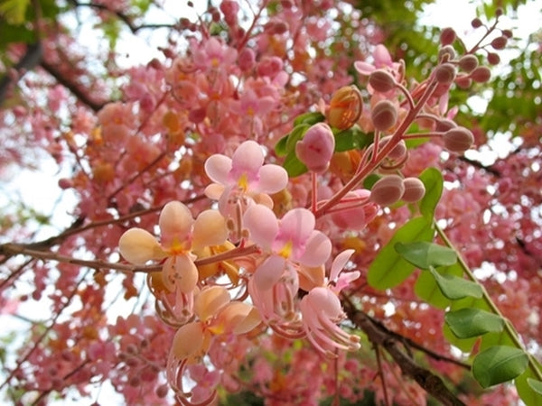 flower tree seeds Cassia Grandis 15/25/100 seeds, Tropical Coral Shower Flowering Tree