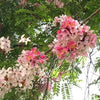 Cassia Javanica 20-500 Seeds, Pink and White Shower Flowering Tree