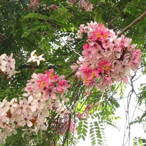 Cassia Javanica 20/50/150/500 Seeds, Pink & White Shower Flowering Tre