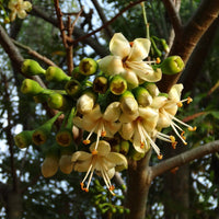 Ceiba Pentandra Tree 15 Seeds, Large Kapok Silk Cotton Java Bonsai Samauma