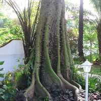 Ceiba Pentandra Tree 15 Seeds, Large Kapok Silk Cotton Java Bonsai Samauma