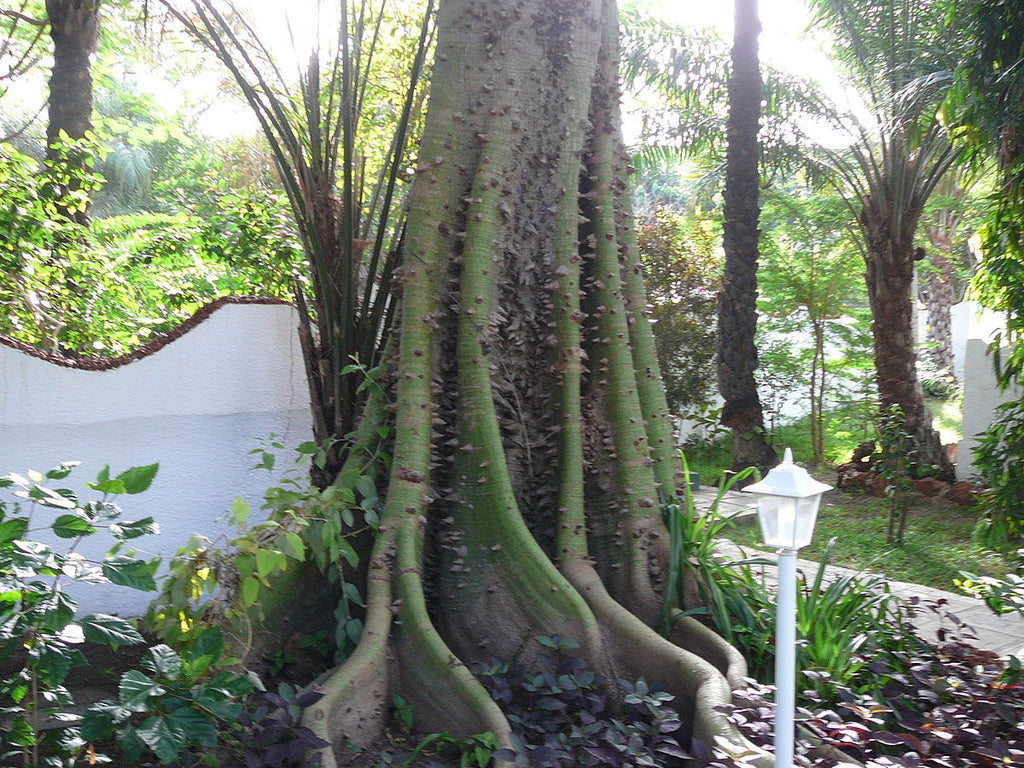 Ceiba Pentandra Tree 15 Seeds, Large Kapok Silk Cotton Java Bonsai Samauma