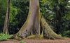 Ceiba Pentandra Tree 15 Seeds, Large Kapok Silk Cotton Java Bonsai Samauma