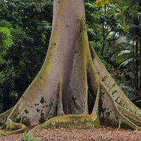 Ceiba Pentandra Tree 15 Seeds, Large Kapok Silk Cotton Java Bonsai Samauma
