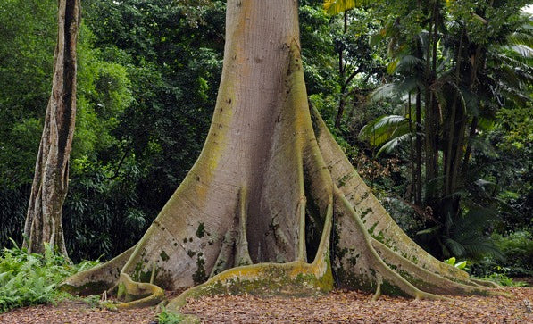 ceiba bonsai tree Ceiba Pentandra Tree 15 Seeds, Large Kapok Silk Cotton Java Bonsai Sam