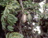 Ceiba Pentandra Tree 15 Seeds, Large Kapok Silk Cotton Java Bonsai Samauma