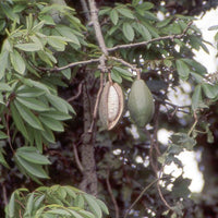 Ceiba Pentandra Tree 15 Seeds, Large Kapok Silk Cotton Java Bonsai Samauma