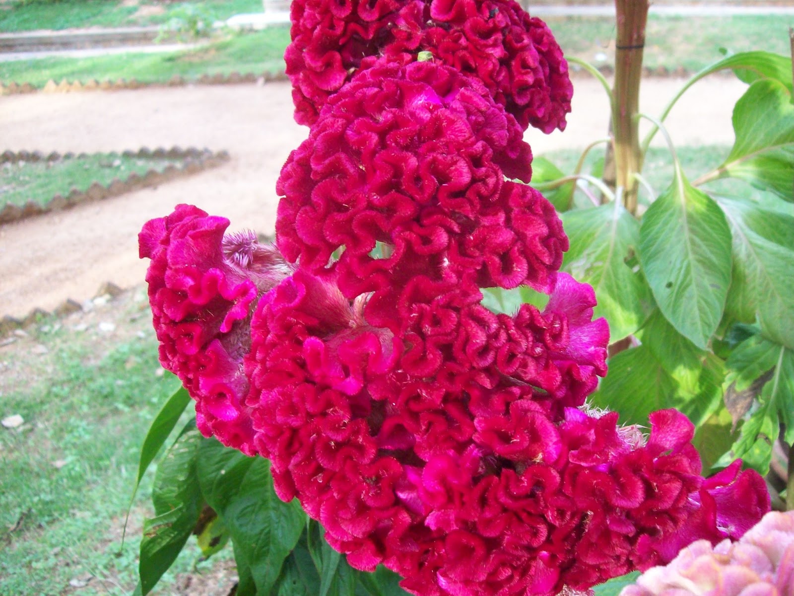Celosia Cristata Pink, Crested Cockscomb Seeds, Edible Flowering Heirl ...