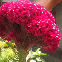 Celosia Cristata Pink, Crested Cockscomb Seeds, Edible Flowering Heirloom Plant