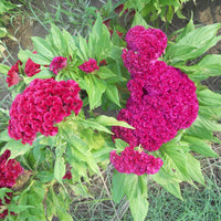 Celosia Cristata Pink, Crested Cockscomb Seeds, Edible Flowering Heirloom Plant