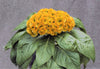 Celosia Argentea Var Cristata Yellow 50-100+ Seeds, Edible Cockscomb Heirloom