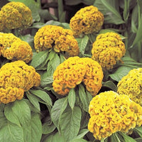 Celosia Argentea Var Cristata Yellow 50-100+ Seeds, Edible Cockscomb Heirloom