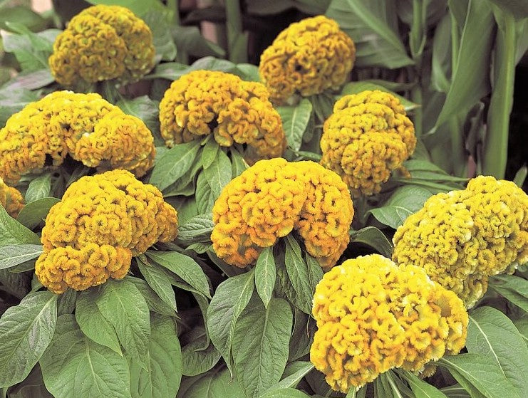 Celosia Argentea Var Cristata Yellow 50-100+ Seeds, Edible Cockscomb H ...