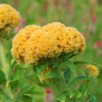 Celosia Argentea Var Cristata Yellow 50-100+ Seeds, Edible Cockscomb Heirloom