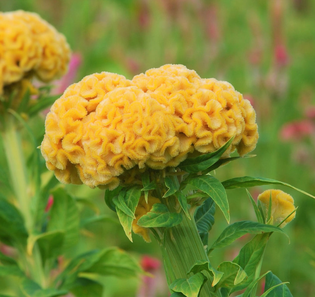 Celosia Argentea Var Cristata Yellow 50-100+ Seeds, Edible Cockscomb Heirloom