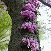 Cercis Canadensis Flowering Tree, 20/60 Seeds Eastern Redbud Cold Hardy