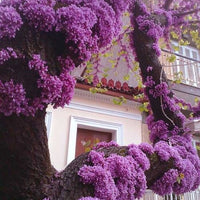 Cercis Canadensis Flowering Tree, 20/60 Seeds Eastern Redbud Cold Hardy