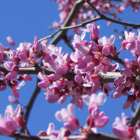 Cercis Canadensis Flowering Tree, 20/60 Seeds Eastern Redbud Cold Hardy