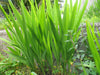 Chasmanthe Aethiopica 8 Seeds, Lesser Cobra Lily African Perennial Plant