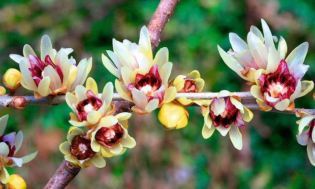 allspice plant seeds Chimonanthus Praecox Shrub 10/50/200 Seeds, Fragrant Wintersweet, Hard