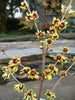 Chimonanthus Praecox Shrub 10/50/200 Seeds, Fragrant Wintersweet