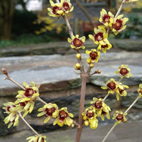 Chimonanthus Praecox Shrub 10/50/200 Seeds, Fragrant Wintersweet