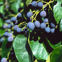 Chionanthus Retusus 10 Seeds, Flowering Chinese Fringe Tree, Bonsai