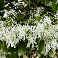 Chionanthus Retusus 10 Seeds, Flowering Chinese Fringe Tree, Bonsai