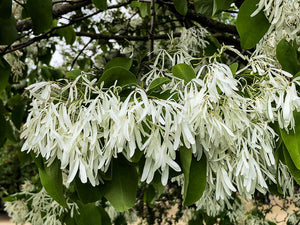Chionanthus Retusus 10 Seeds, Flowering Chinese Fringe Tree, Bonsai