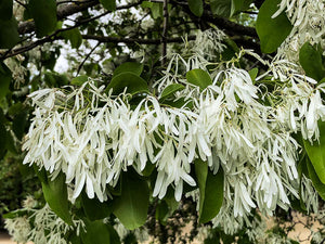 fringe tree bonsai Chionanthus Retusus 10 Seeds, Flowering Chinese Fringe Tree, Bonsai