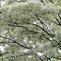 Chionanthus Retusus 10 Seeds, Flowering Chinese Fringe Tree, Bonsai