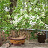 Chionanthus Retusus 10 Seeds, Flowering Chinese Fringe Tree, Bonsai